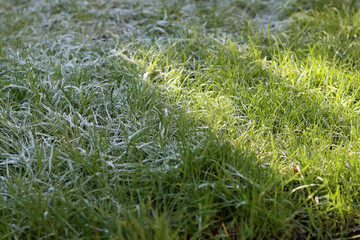 Green grass covered with frost in the early morning sun. Natural background