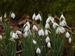 white spring flowers, snowdrops 