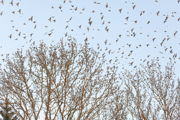 Tausende Bergfinken aus Skandinavien überwintern auf der Schwäbischen Alb. Fliegende und auf dem...