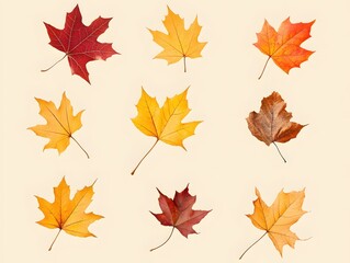 Fototapeta premium Autumnal Maple Leaf Array Capturing the Essence of Fall with Vibrant Colors and Natural Beauty