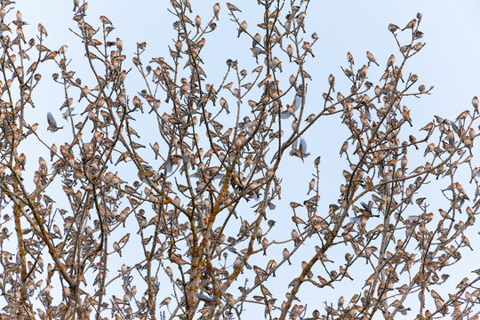 Tausende Bergfinken aus Skandinavien &uuml;berwintern auf der Schw&auml;bischen Alb. Fliegende und auf dem Baum sitzende Bergfinken in der Abendd&auml;mmerung.