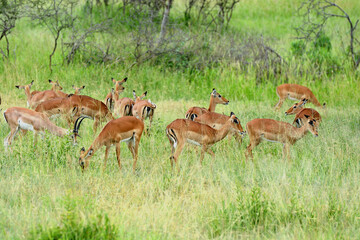 Troupeau d'impalas en Afrique