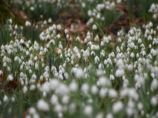 Snowdrops in the woods 