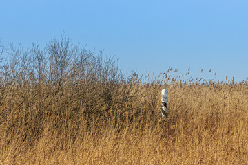 A Latvian border marker stands amid a vast field of golden reeds under a clear blue sky, blending into the natural landscape. The scene conveys solitude and a sense of place.