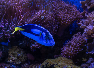 Blue colored fish in the aquarium water close-up.