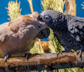 Parrots are sitting on a branch and combing each other's feathers.
