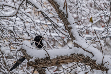 A magpie sits on a tree in the forest on a winter day.
