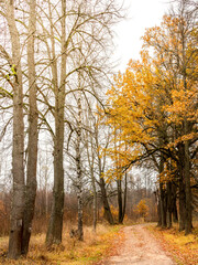 Road in a forest with trees on both sides