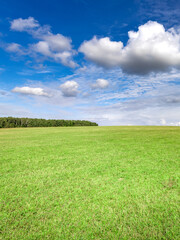 Fototapeta premium Field of grass with a blue sky in the background