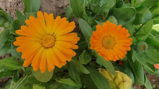 Calendula, Mary's gold or Ruddles yellow flower