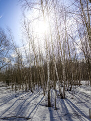 Forest with trees in the snow