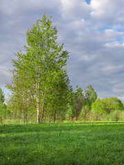 Tree stands in a field of grass with a cloudy sky in the background