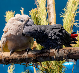 Parrots are sitting on a branch and combing each other's feathers.