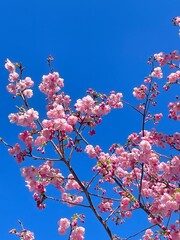 cherry blossom in spring