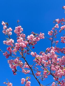 Fototapeta cherry blossom in spring