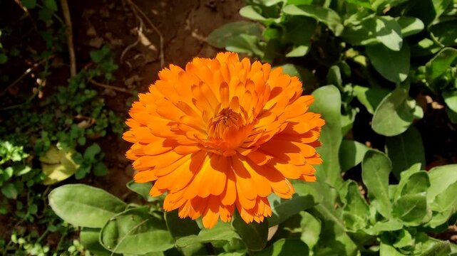 Calendula, Mary's gold or Ruddles yellow flower
