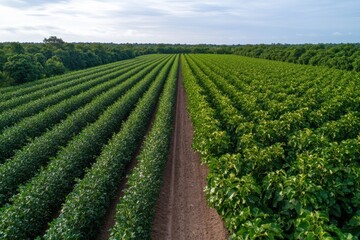 This aerial perspective reveals the meticulous arrangement of lush green crop fields, reflecting agricultural symmetry and the beauty of sustainable farming practices.
