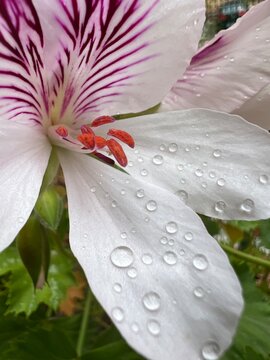 Flor de geranio blanca con los pisltilos y polen y gotas agua sobre los p&eacute;talos.