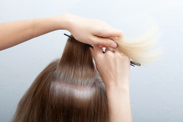 Naklejka premium Going gray in young woman shows her gray hair, hair roots getting grey. Problem of early graying, pigmentation changes. Mental health, stress