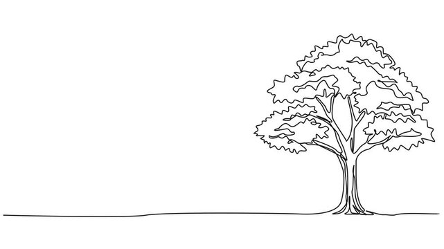 animated continuous single line drawing of a deciduous tree, line art animation