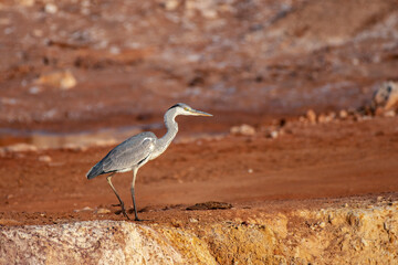 Grey Heron hunting for fish at a small water body, Rann of Kutch, Gujarat