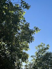 Copas de los árboles con follaje verde sobre cielo azul.