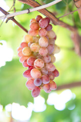 A cluster of ripe grapes hangs from a vine, their colors ranging from yellow to red. In this close-up shot, the focus is on the fruit and its natural gradients.