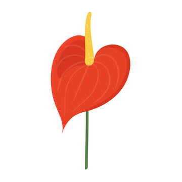 red anthurium flower on white background clip art preview