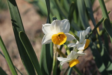 Daffodil, Chinese Scared Lilyor Narcissus tazetta beautiful white flowers
