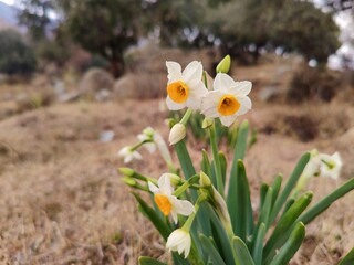 Daffodil, Chinese Scared Lilyor Narcissus tazetta beautiful white flowers