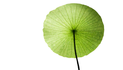 葉っぱのテクスチャ素材