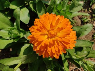Calendula, Mary's gold or Ruddles yellow flower
