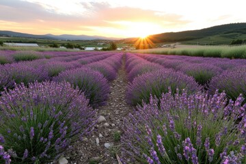 Fototapeta premium A picturesque lavender field stretches across rolling hills bathed in the warm glow of a sunset, highlighting the natural beauty and tranquility of rural landscapes.