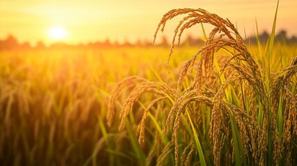 A rice field at sunset. Featuring golden rice plants ready for harvest. Emphasizing the beauty of nature and agriculture. Ideal for environmental articles and agricultural magazines.