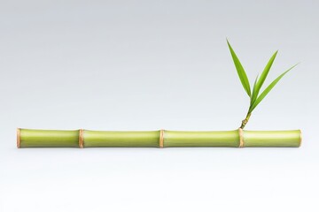 Naklejka premium Fresh green bamboo stalk with a single sprout against a minimalist background