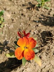Erysimum cheiri, common wallflower or Cheiranthus Cheiriflowers