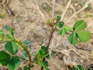 Burr medic or Medicago polymorpha