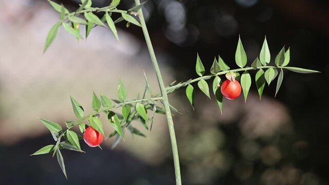 branch of butcher's broom (Ruscus aculeatus) with red berry