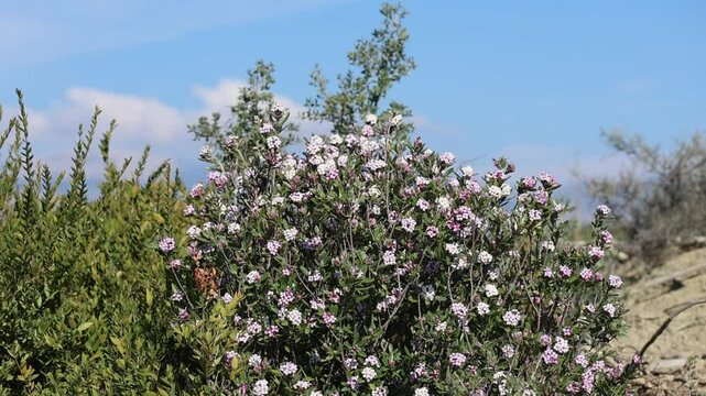 Daphne sericea is a shrubby wild plant with purple flowers