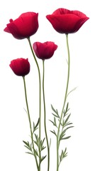 Fototapeta premium Stunning Red Poppy Flowers on White Background Delicate Floral Arrangement Springtime Beauty