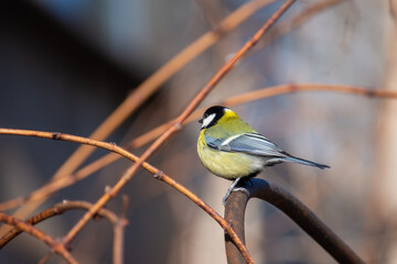 A small bright tit sits on a frosty winter day and waits for food. Birds in the winter city.