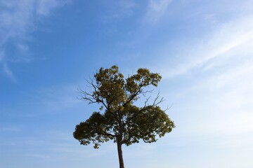 晴天と木と独立