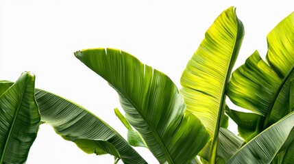 A cluster of large green banana leaves stands tall against a bright sky, showcasing vivid colors and intricate textures
