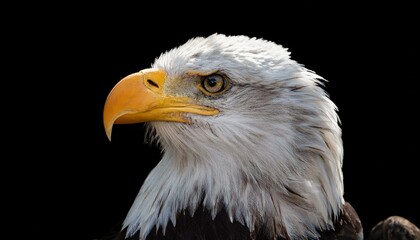 Fototapeta premium portrait of a bald eagle haliaeetus leucocephalus isolated