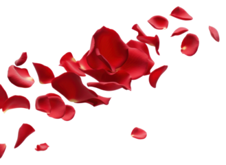 PNG Red rose petals on white
