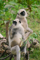 Two Gray Langurs (Semnopithecus) in a Forest Habitat, India – Wildlife Photography
