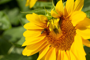 Um girassol com algumas pétalas ainda dobradas, com uma abelha no centro.