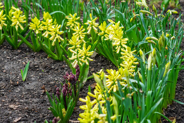 Fototapeta premium Yellow hyacinths planted in a city garden. A beautifully decorated garden in spring time. The art of creating garden plantings.