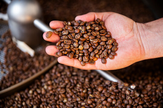 A hand holding freshly roasted coffee beans in Barcelona, Spain
