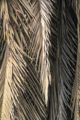 Palm leaf background. Foliage pattern. Dry leaves. Beige neutral natural color.